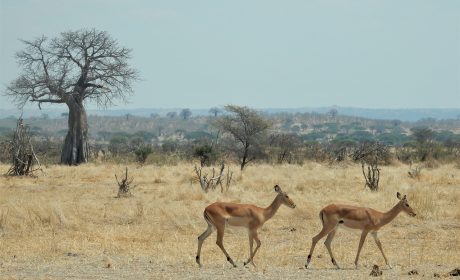 坦桑尼亚旅游，探索坦桑尼亚：野生动物与壮丽风光的终极旅行指南